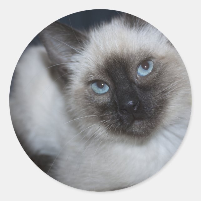 Sweet Siamese Classic Round Sticker (Front)