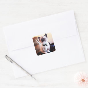 Sweet Siamese Kitten Photo   Animal Photography Square Sticker