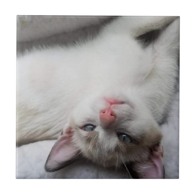 Sweet Siamese Kitten with Blue Eyes Tile (Front)