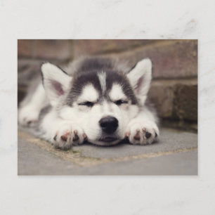 Sweet Siberian Husky Puppy Sleeping Postcard