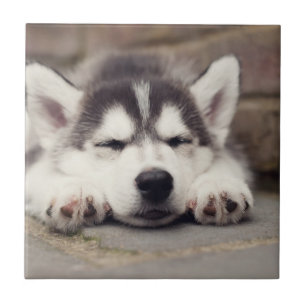 Sweet Siberian Husky Puppy Sleeping Tile