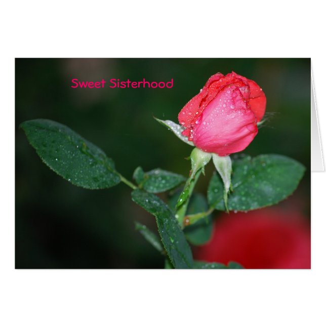 Sweet Sisterhood (Front Horizontal)