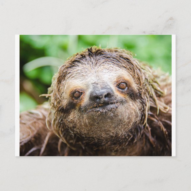 Sweet Sloth Postcard (Front)