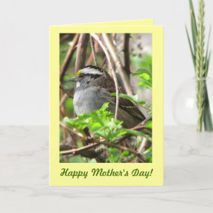 Sweet Sparrow for Mother's Day Card