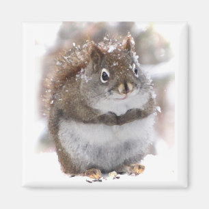 Sweet Squirrel Magnet
