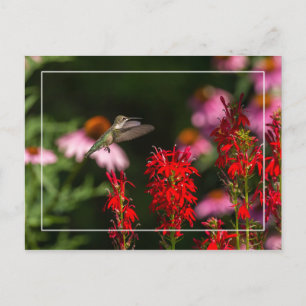Sweet Summer Postcard