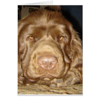 SWEET SUSSEX SPANIEL CARD