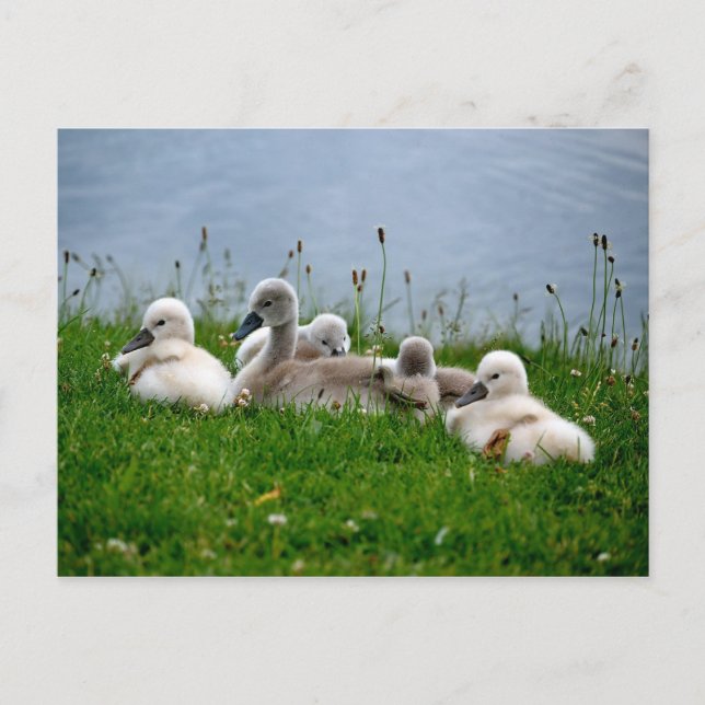 Sweet Swan Babies - Postcard (Front)