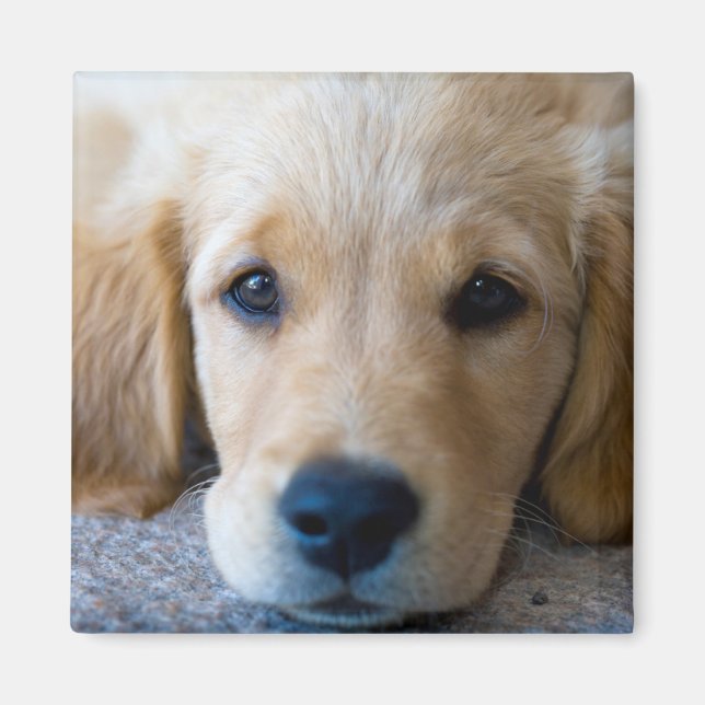 Sweet, Sweet Puppy Magnet (Front)