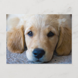 Sweet, Sweet Puppy Postcard