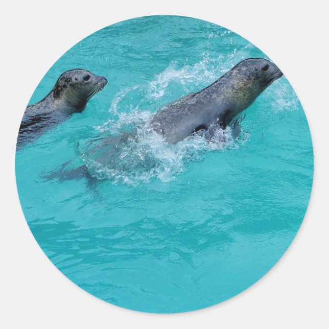 Sweet Swimming Seals Couple (Front)