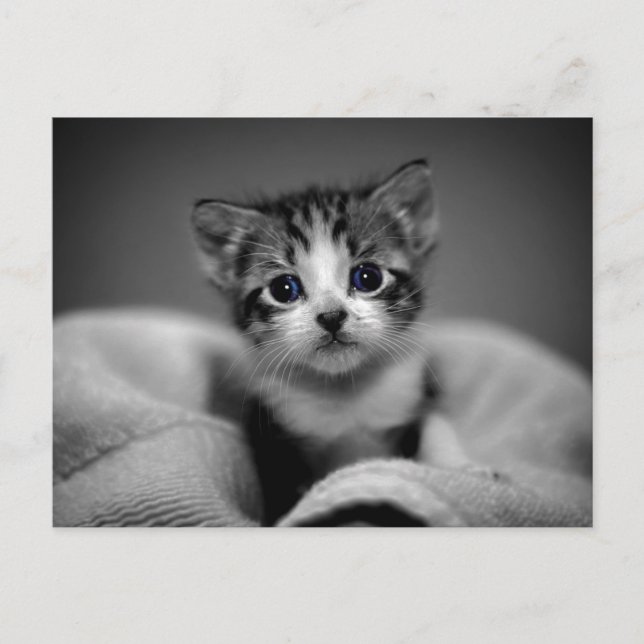Sweet Tabby Kitten Postcard (Front)