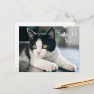Sweet "Thinking Of You" Tuxedo Kitten Greeting Postcard
