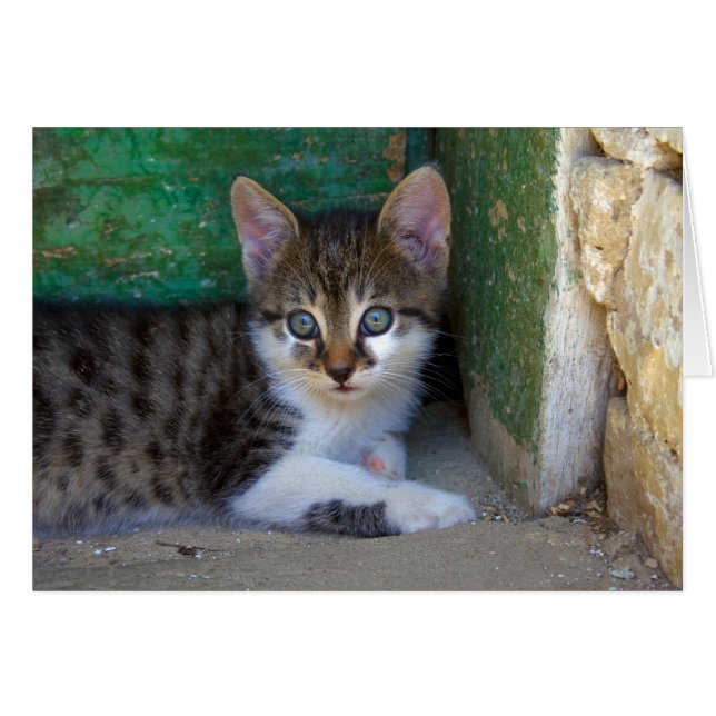 Sweet Tiger Cat Baby (Front Horizontal)