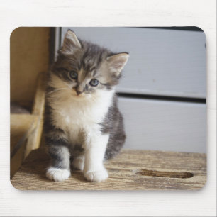 Sweet Tomcat Kitten Mouse Mat