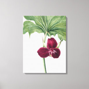 Sweet Trillium Botanical Print: Capturing Nature's Canvas Print