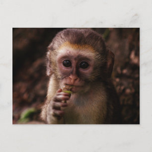 Sweet Vervet Monkey Baby Postcard