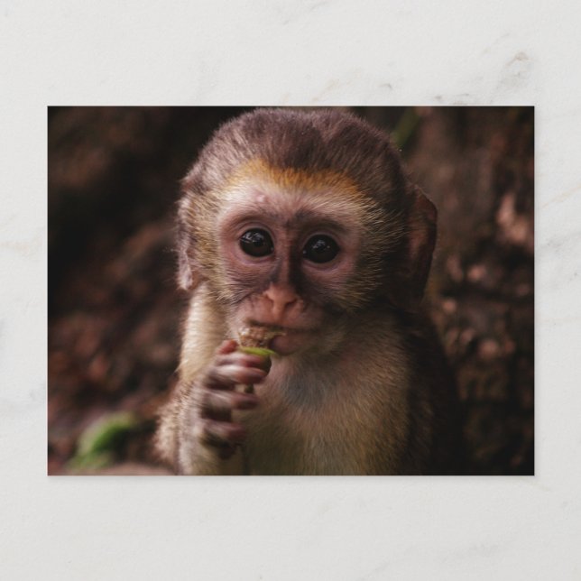 Sweet Vervet Monkey Baby Postcard (Front)