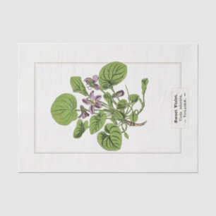 Sweet Violet Botanical Illustration 1885 Tissue Paper