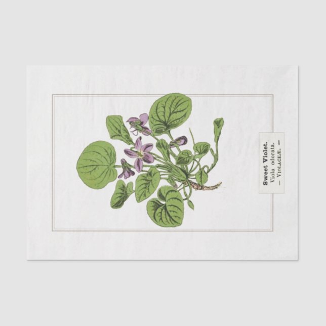 Sweet Violet Botanical Illustration 1885  Tissue Paper (Front)