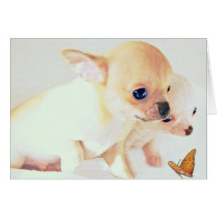 Sweet wee puppies card