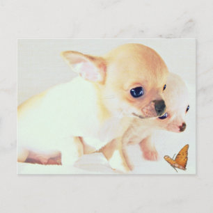 Sweet wee puppies postcard