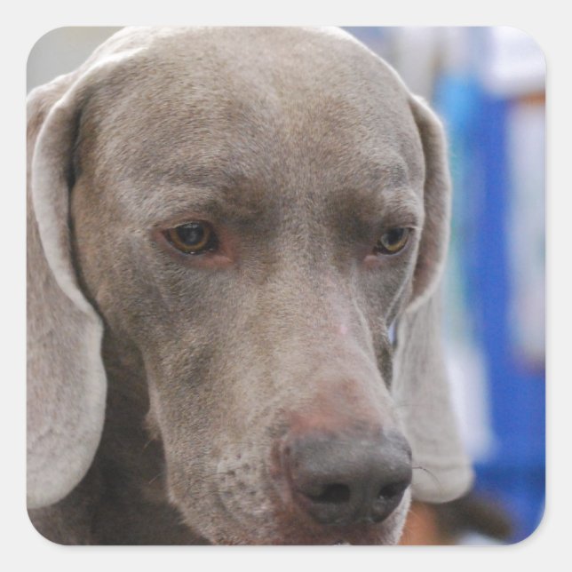 Sweet Weimaraner Dog Stickers (Front)
