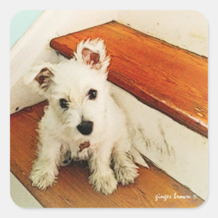 Sweet Westie Puppy Sitting on a Vintage Step Square Sticker