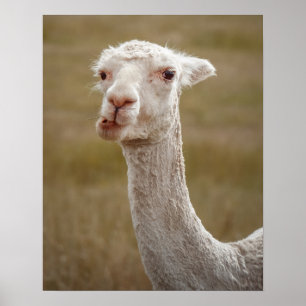 sweet white alpaca animal poster