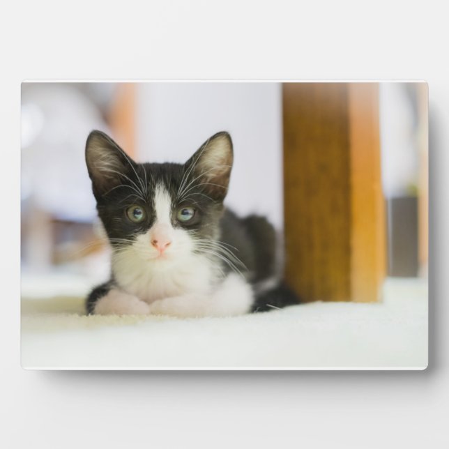 Sweet White And Black Kitten Plaque (Front)