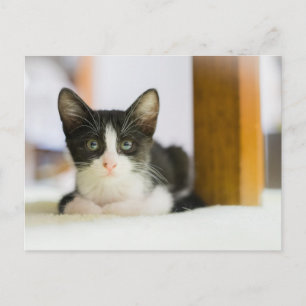 Sweet White And Black Kitten Postcard