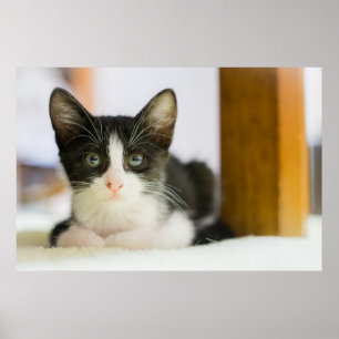 Sweet White And Black Kitten Poster