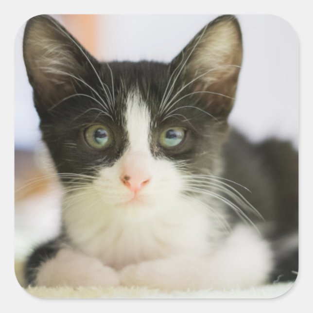 Sweet White And Black Kitten Square Sticker (Front)