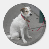 Sweet White Mongrel