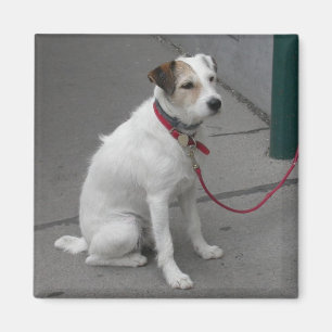 Sweet White Mongrel Magnet