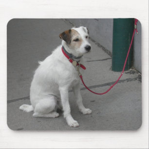 Sweet White Mongrel Mouse Mat
