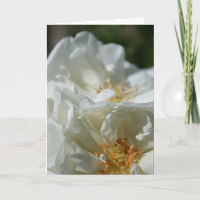 Sweet Wild White Roses greeting Card (Front)