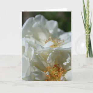 Sweet Wild White Roses greeting Card