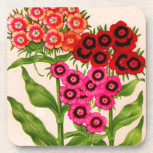 sweet william coaster