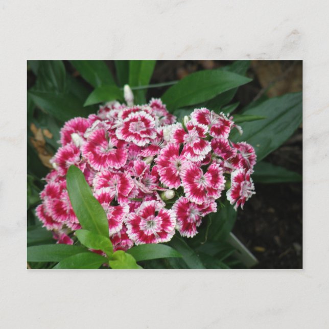 Sweet William Flowers Postcard (Front)