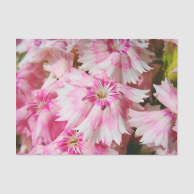 Sweet William Flowers Tissue Paper (Front)