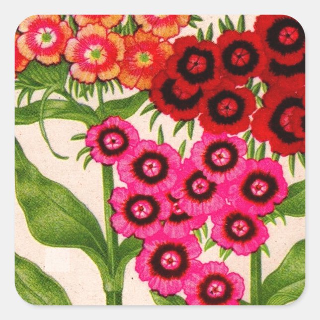 sweet william square sticker (Front)