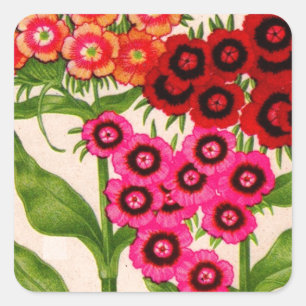 sweet william square sticker