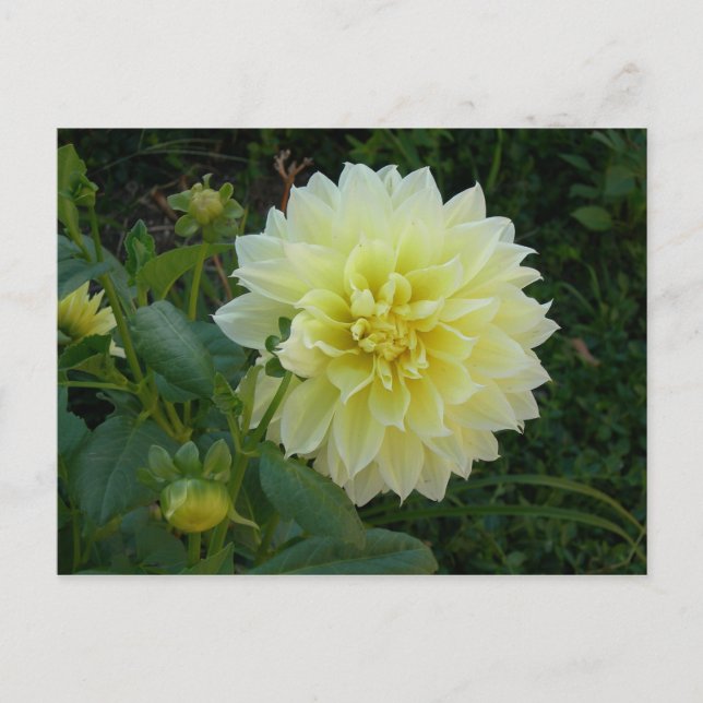 Sweet Yellow Dahlia Postcard (Front)
