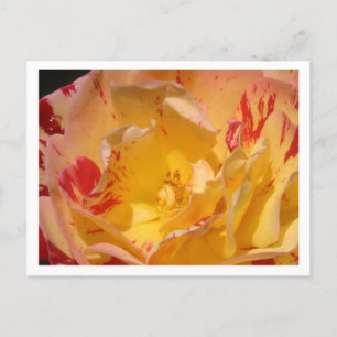 Sweet Yellow Rose Flowers Photo Postcards