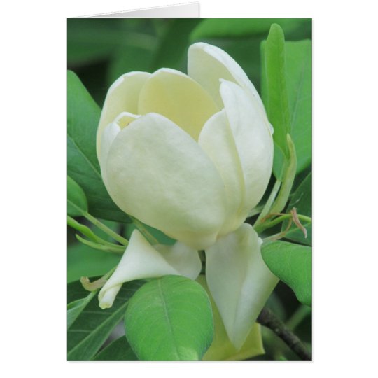 Sweetbay Magnolia Card