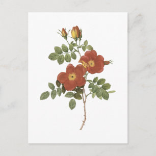 sweetbriar rose(Rosa eglanteria) by Redouté Postcard