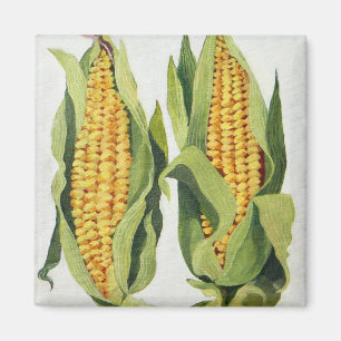 Sweetcorn 2013 magnet