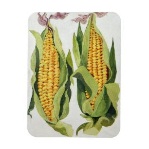 Sweetcorn 2013 magnet