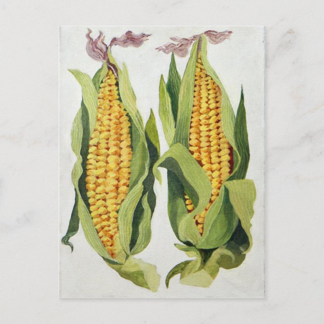 Sweetcorn 2013 postcard (Front)